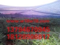 劉聲 麴江區大塘鎮其田村竹苗基地